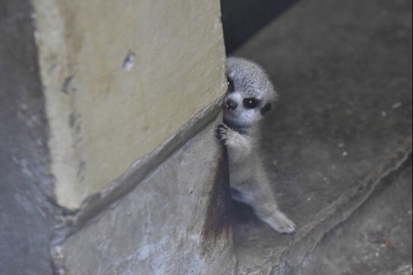 Loading dose of fluffy minimisethe: family of meerkats from Japan Loading dose of fluffy minimisethe: family of meerkats from Japan