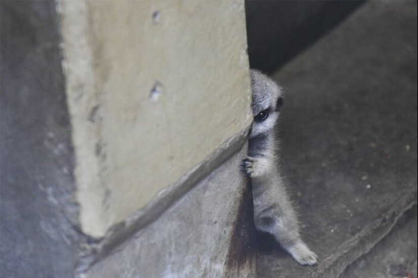 Loading dose of fluffy minimisethe: family of meerkats from Japan Loading dose of fluffy minimisethe: family of meerkats from Japan