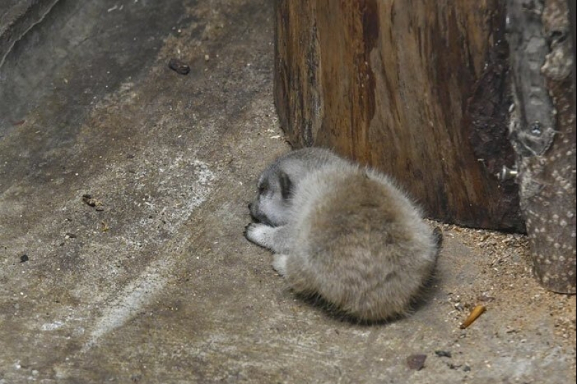 Loading dose of fluffy minimisethe: family of meerkats from Japan Loading dose of fluffy minimisethe: family of meerkats from Japan