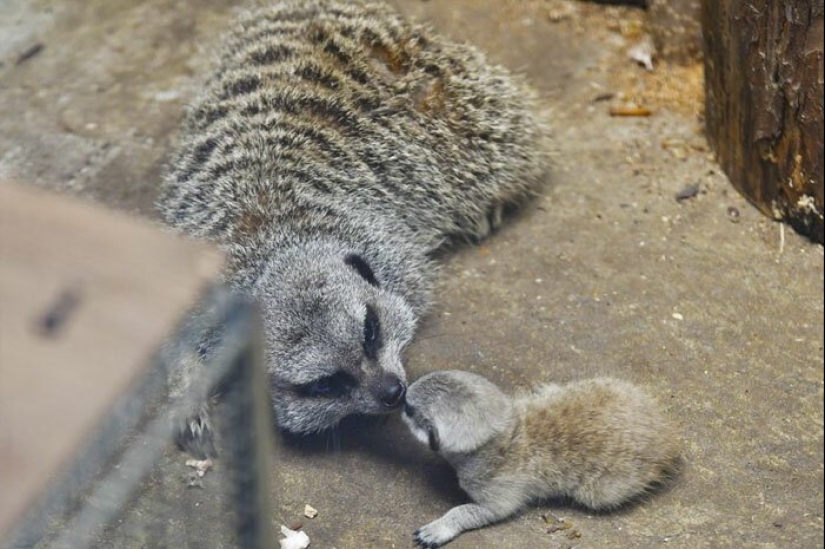Loading dose of fluffy minimisethe: family of meerkats from Japan Loading dose of fluffy minimisethe: family of meerkats from Japan