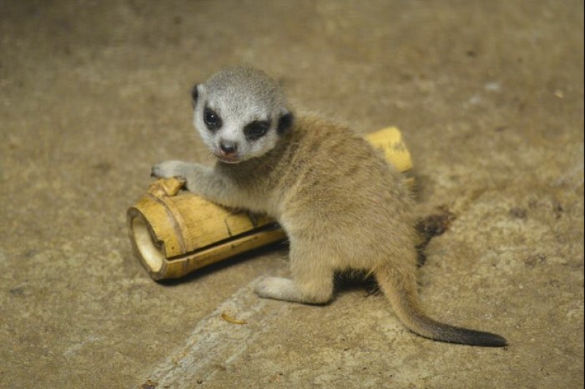Loading dose of fluffy minimisethe: family of meerkats from Japan Loading dose of fluffy minimisethe: family of meerkats from Japan