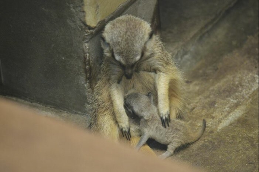 Loading dose of fluffy minimisethe: family of meerkats from Japan Loading dose of fluffy minimisethe: family of meerkats from Japan