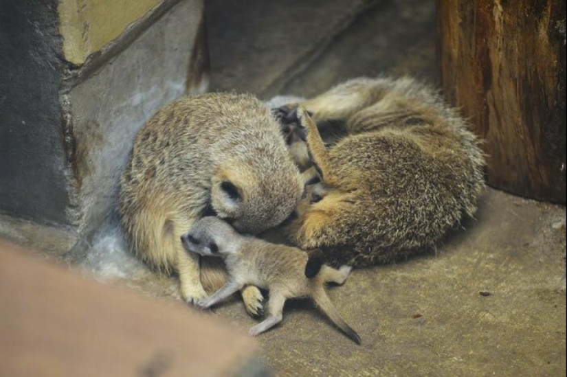 Loading dose of fluffy minimisethe: family of meerkats from Japan Loading dose of fluffy minimisethe: family of meerkats from Japan