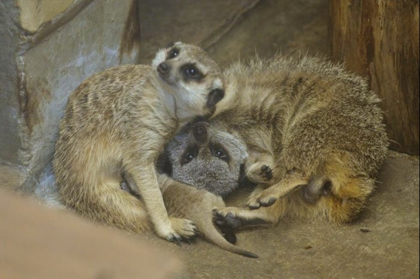 Loading dose of fluffy minimisethe: family of meerkats from Japan Loading dose of fluffy minimisethe: family of meerkats from Japan