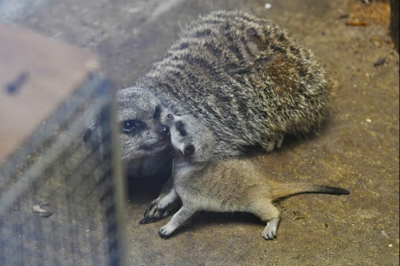 Loading dose of fluffy minimisethe: family of meerkats from Japan Loading dose of fluffy minimisethe: family of meerkats from Japan