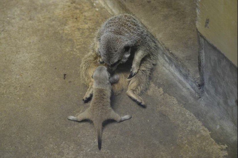 Loading dose of fluffy minimisethe: family of meerkats from Japan Loading dose of fluffy minimisethe: family of meerkats from Japan