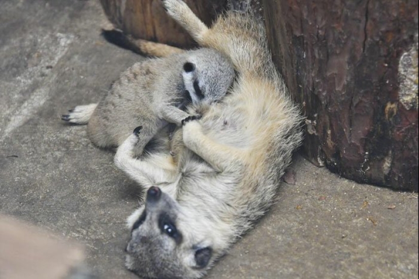 Loading dose of fluffy minimisethe: family of meerkats from Japan Loading dose of fluffy minimisethe: family of meerkats from Japan
