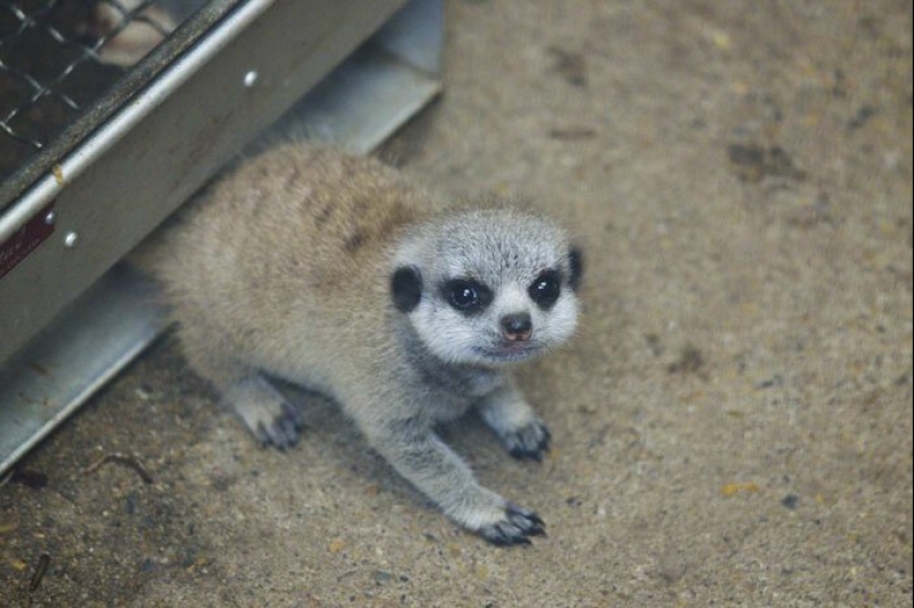 Loading dose of fluffy minimisethe: family of meerkats from Japan Loading dose of fluffy minimisethe: family of meerkats from Japan