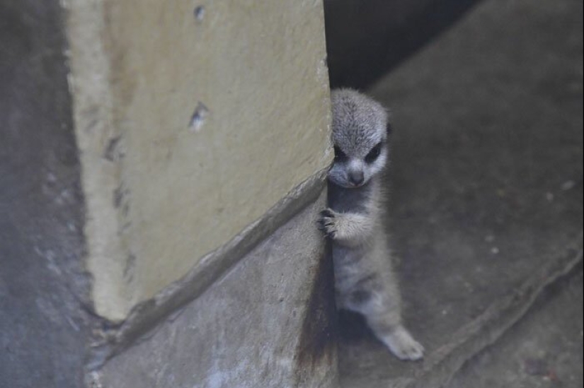 Loading dose of fluffy minimisethe: family of meerkats from Japan Loading dose of fluffy minimisethe: family of meerkats from Japan