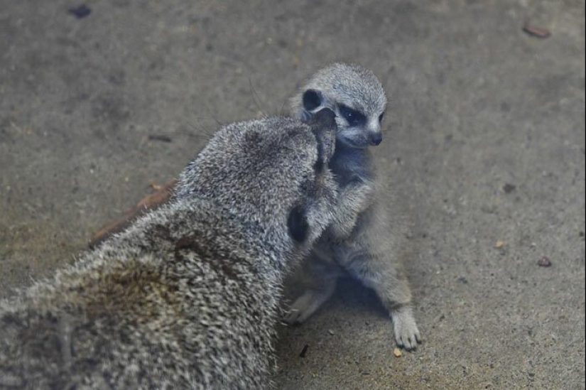 Loading dose of fluffy minimisethe: family of meerkats from Japan Loading dose of fluffy minimisethe: family of meerkats from Japan