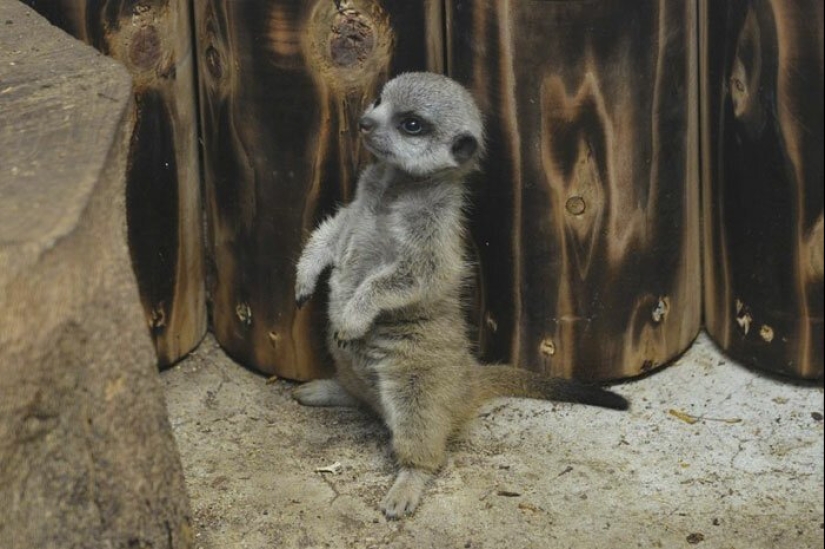 Loading dose of fluffy minimisethe: family of meerkats from Japan Loading dose of fluffy minimisethe: family of meerkats from Japan