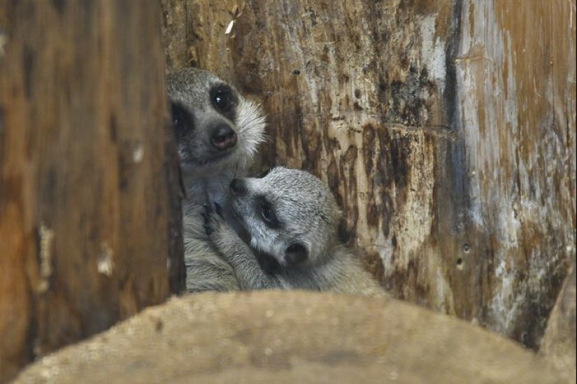Loading dose of fluffy minimisethe: family of meerkats from Japan Loading dose of fluffy minimisethe: family of meerkats from Japan