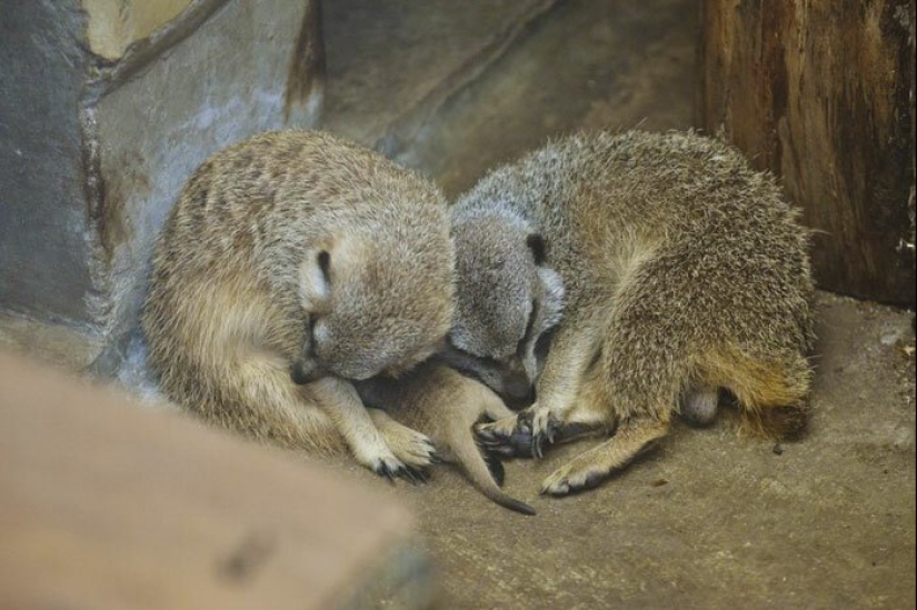 Loading dose of fluffy minimisethe: family of meerkats from Japan Loading dose of fluffy minimisethe: family of meerkats from Japan