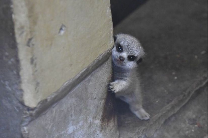 Loading dose of fluffy minimisethe: family of meerkats from Japan Loading dose of fluffy minimisethe: family of meerkats from Japan