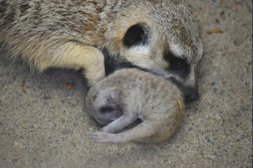 Loading dose of fluffy minimisethe: family of meerkats from Japan Loading dose of fluffy minimisethe: family of meerkats from Japan