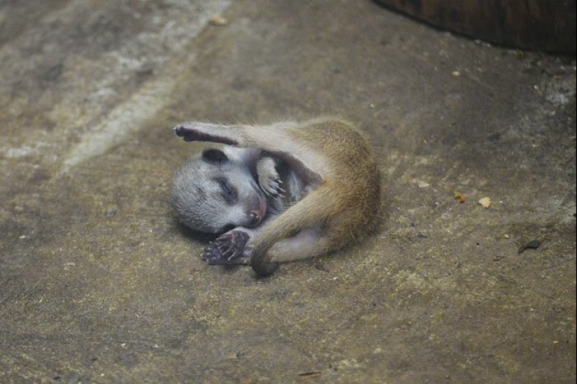 Loading dose of fluffy minimisethe: family of meerkats from Japan Loading dose of fluffy minimisethe: family of meerkats from Japan