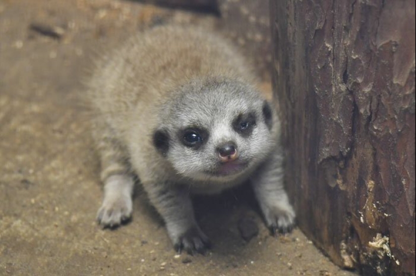 Loading dose of fluffy minimisethe: family of meerkats from Japan Loading dose of fluffy minimisethe: family of meerkats from Japan