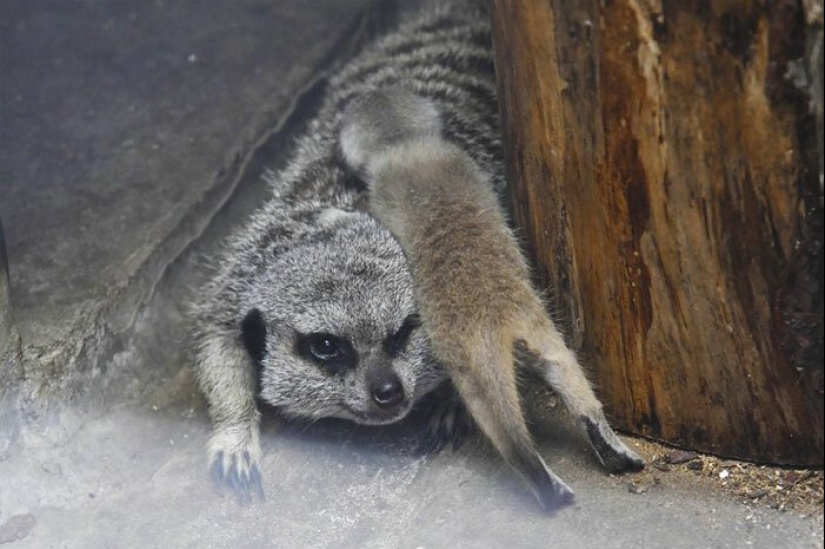 Loading dose of fluffy minimisethe: family of meerkats from Japan Loading dose of fluffy minimisethe: family of meerkats from Japan