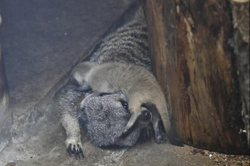 Loading dose of fluffy minimisethe: family of meerkats from Japan Loading dose of fluffy minimisethe: family of meerkats from Japan