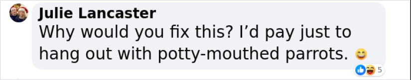 Loros groseros que no pueden dejar de maldecir están en proceso de ser rehabilitados con una nueva bandada