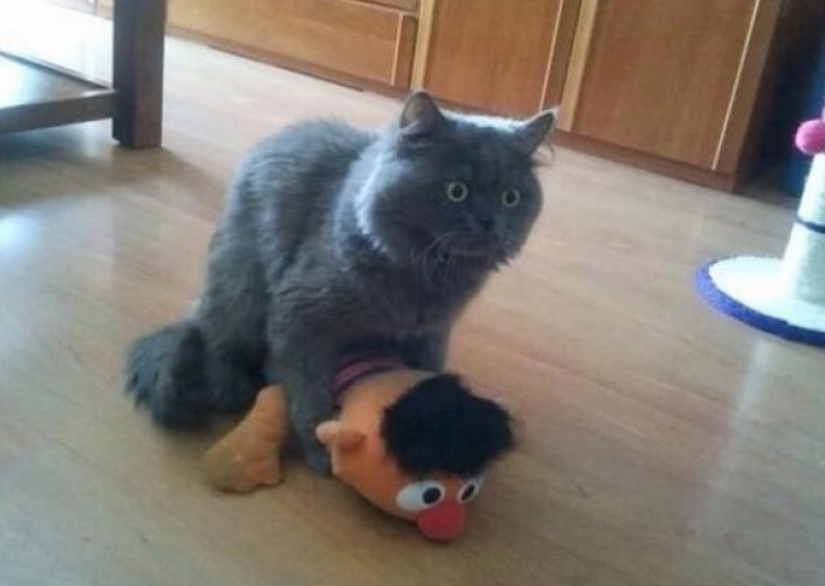 Los animales capturados en el crimen y afirmó que esto no es lo que parece Los animales capturados en el crimen y afirmó que esto no es lo que parece