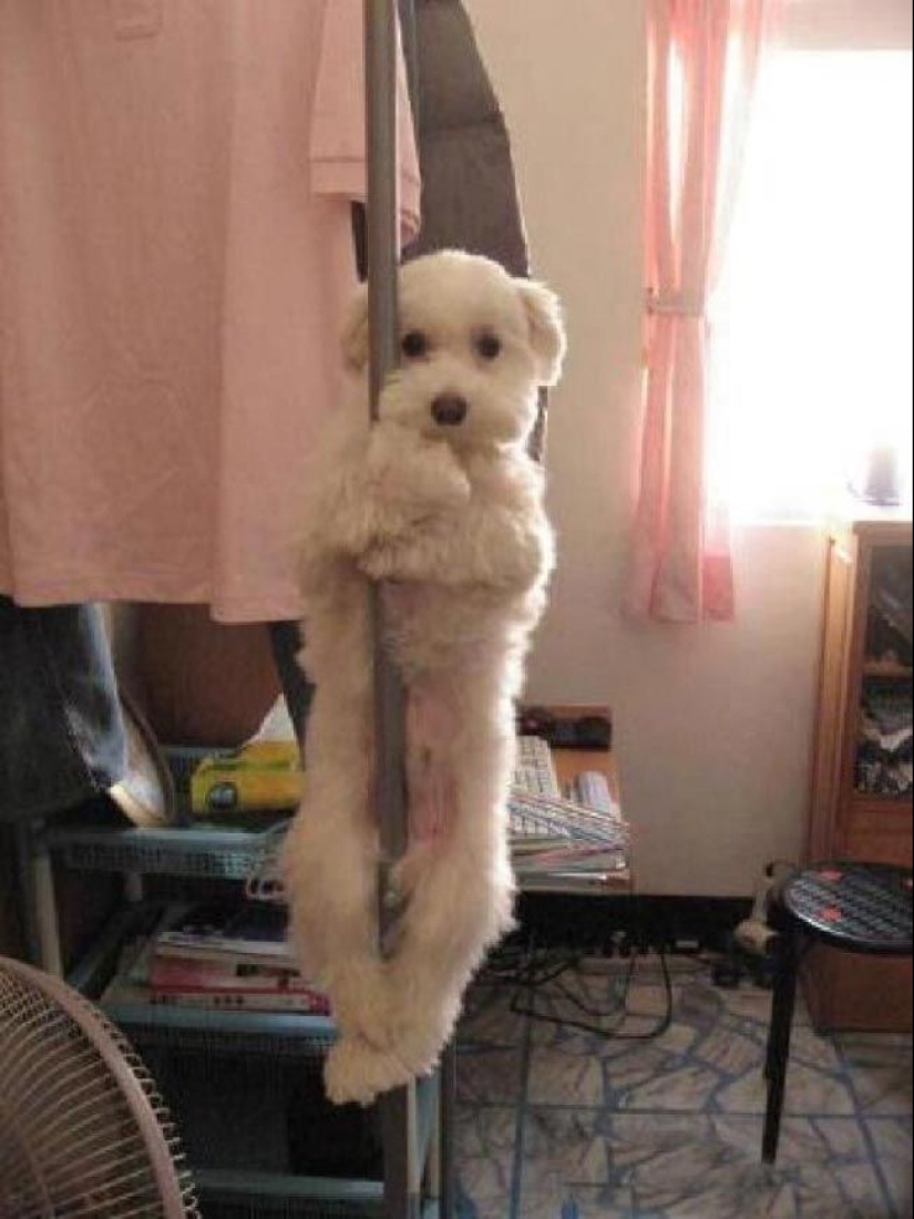 Los animales capturados en el crimen y afirmó que esto no es lo que parece Los animales capturados en el crimen y afirmó que esto no es lo que parece