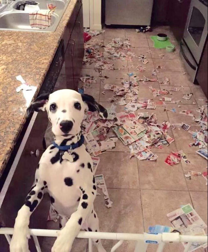 Los animales capturados en el crimen y afirmó que esto no es lo que parece Los animales capturados en el crimen y afirmó que esto no es lo que parece