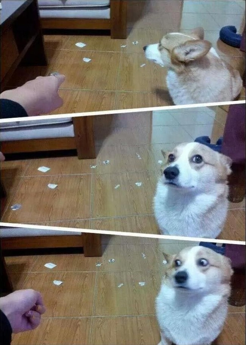 Los animales capturados en el crimen y afirmó que esto no es lo que parece Los animales capturados en el crimen y afirmó que esto no es lo que parece