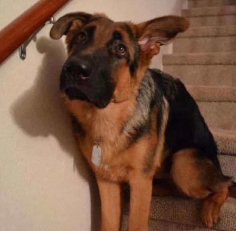 Los animales capturados en el crimen y afirmó que esto no es lo que parece Los animales capturados en el crimen y afirmó que esto no es lo que parece