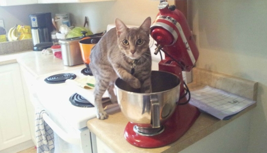 Los animales capturados en el crimen y afirmó que esto no es lo que parece Los animales capturados en el crimen y afirmó que esto no es lo que parece