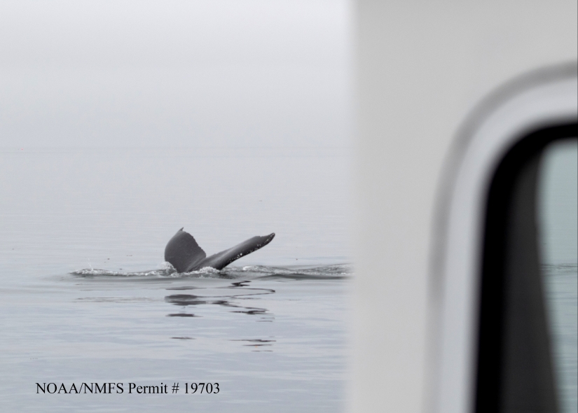 Los científicos mantienen una 'conversación' de 20 minutos con una ballena llamada Twain en su propio idioma