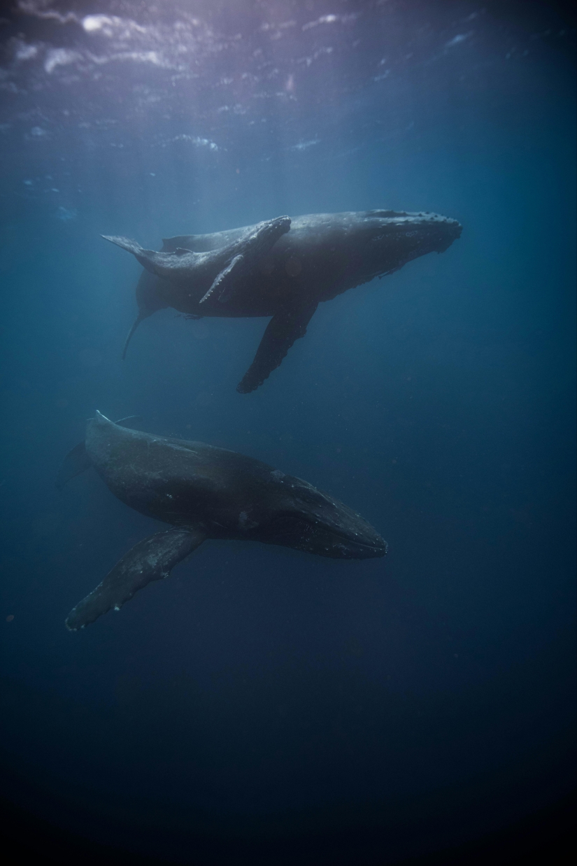 Los científicos mantienen una 'conversación' de 20 minutos con una ballena llamada Twain en su propio idioma