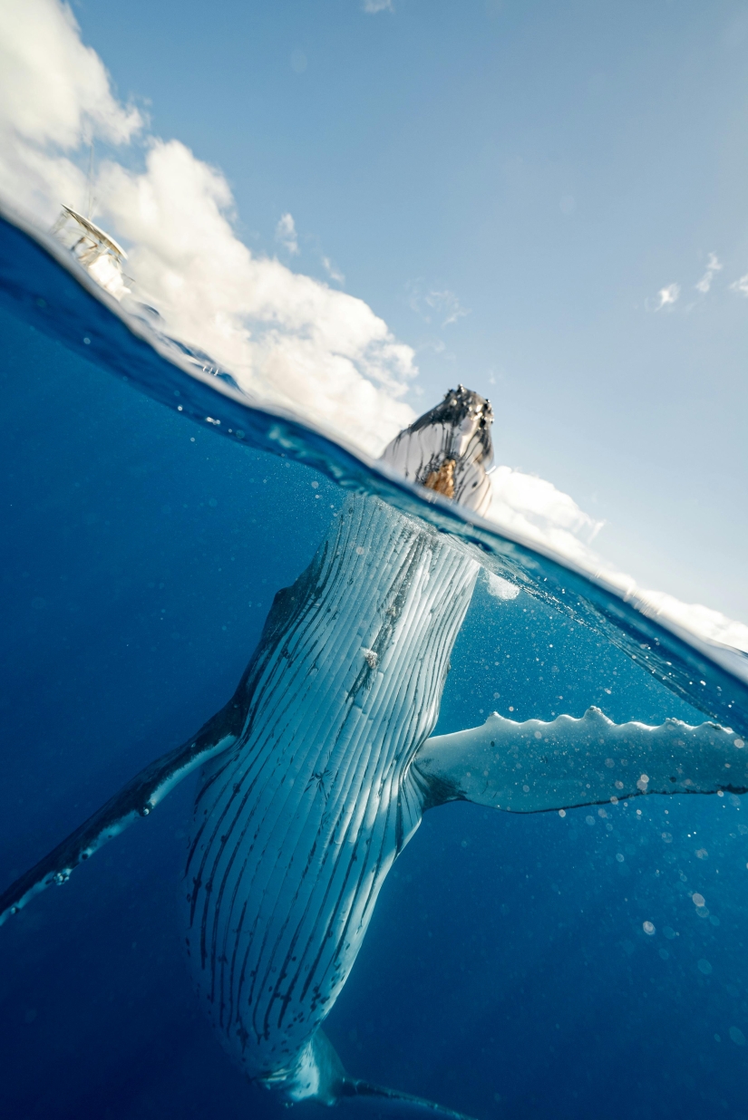 Los científicos mantienen una 'conversación' de 20 minutos con una ballena llamada Twain en su propio idioma