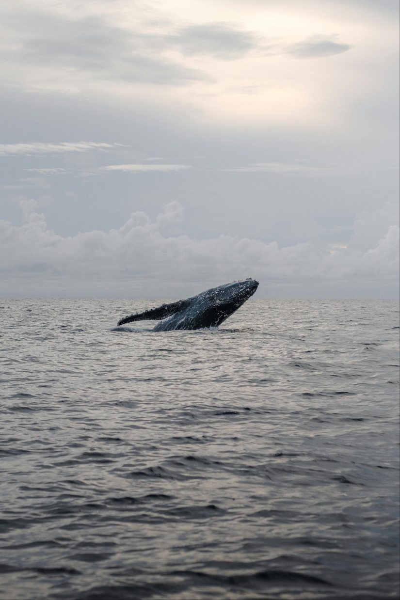 Los científicos mantienen una 'conversación' de 20 minutos con una ballena llamada Twain en su propio idioma