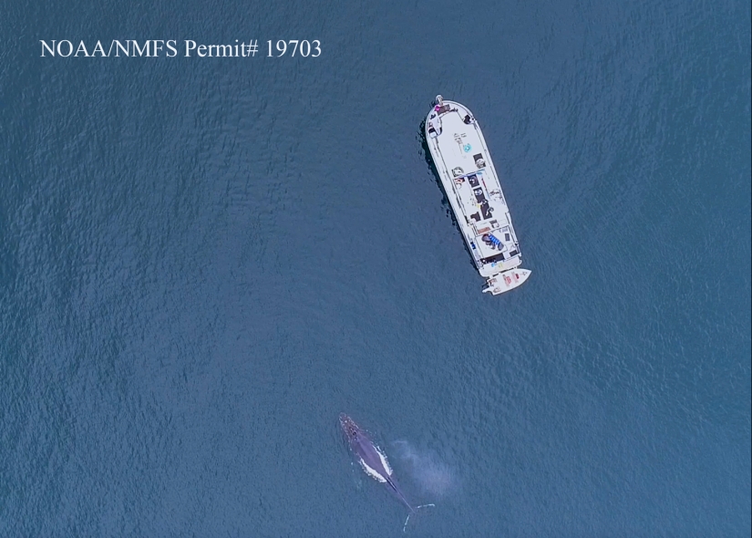 Los científicos mantienen una 'conversación' de 20 minutos con una ballena llamada Twain en su propio idioma