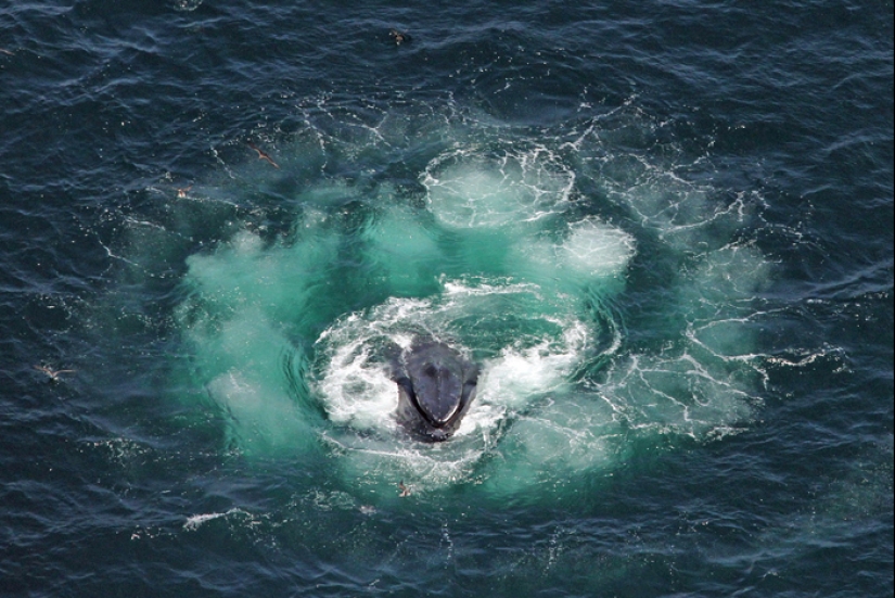Los científicos mantienen una 'conversación' de 20 minutos con una ballena llamada Twain en su propio idioma