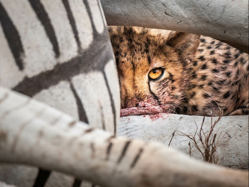 Los ganadores de fotografía del GDT 2024 revelan la belleza de la naturaleza
