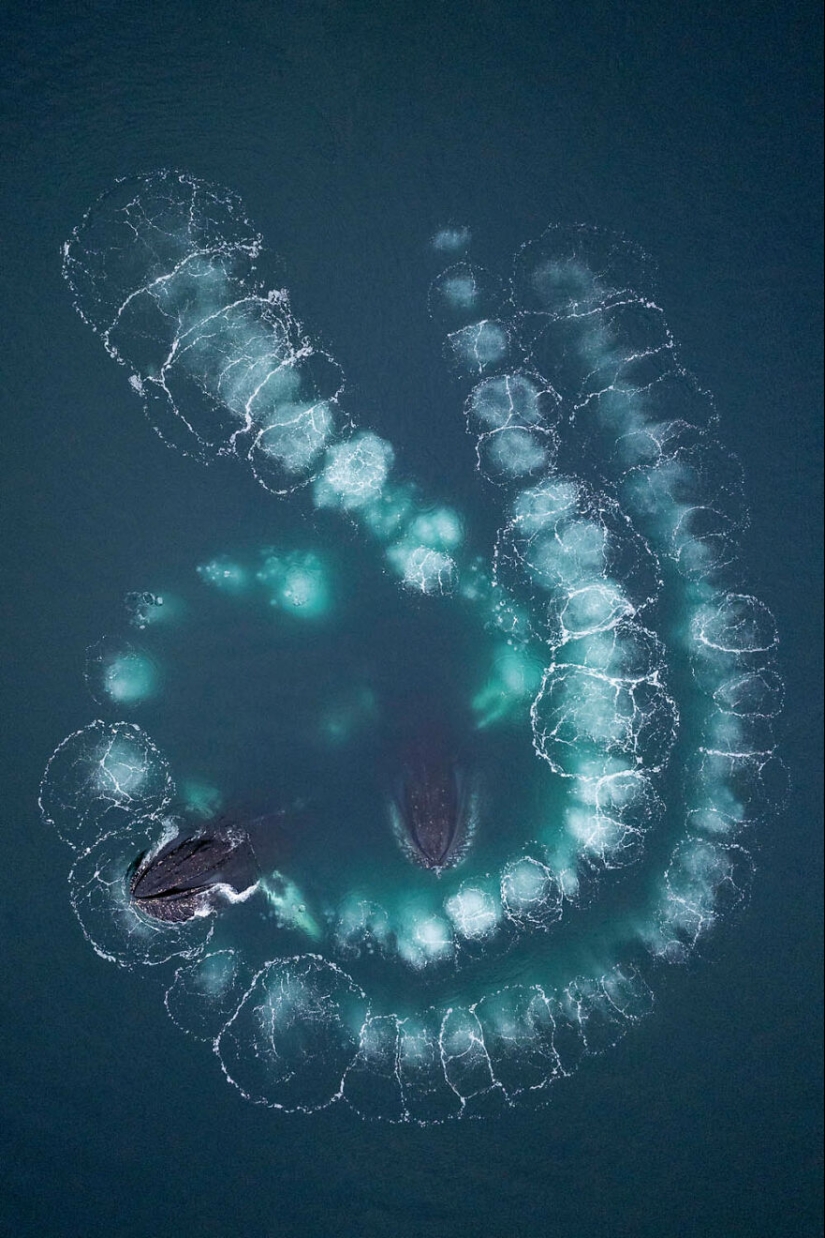 Los ganadores de fotografía del GDT 2024 revelan la belleza de la naturaleza