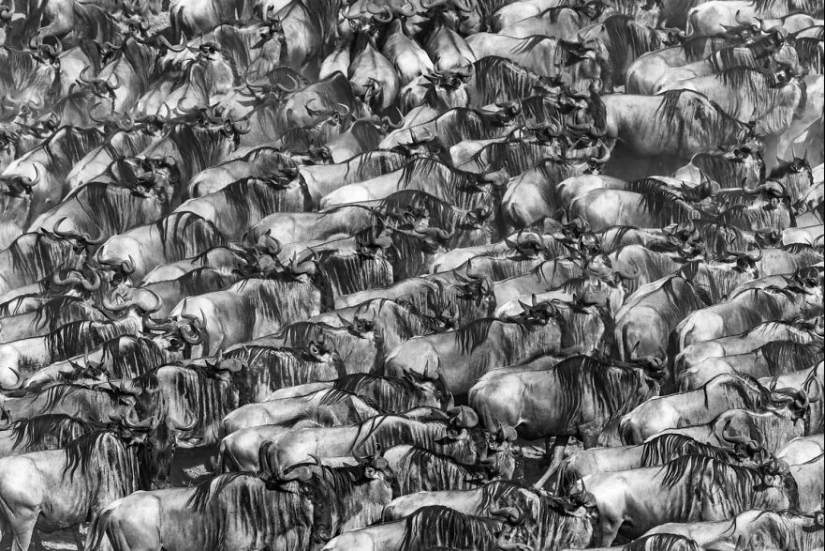 Los ganadores de fotografía del GDT 2024 revelan la belleza de la naturaleza