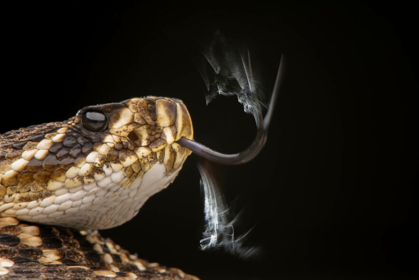 Los ganadores de fotografía del GDT 2024 revelan la belleza de la naturaleza