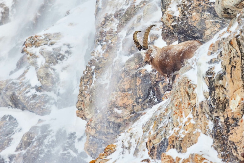 Los ganadores de fotografía del GDT 2024 revelan la belleza de la naturaleza