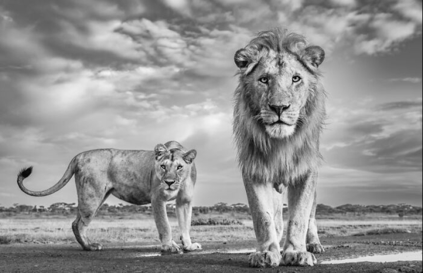 Los premios de fotografía monocromática han anunciado los ganadores de 2023
