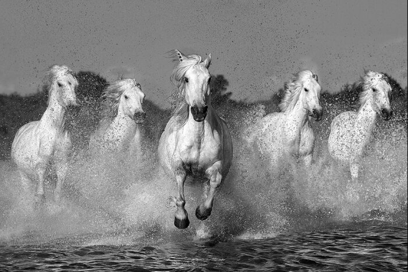 Los premios de fotografía monocromática han anunciado los ganadores de 2023
