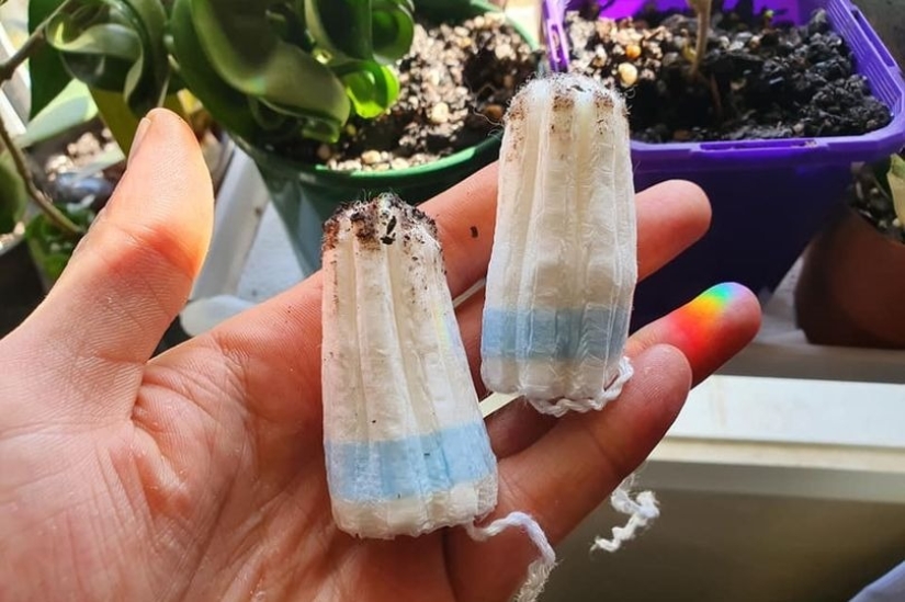 Los tampones a la olla: una mujer compartió una inusual vida hack para el cuidado de plantas de interior Los tampones a la olla: una mujer compartió una inusual vida hack para el cuidado de plantas de interior