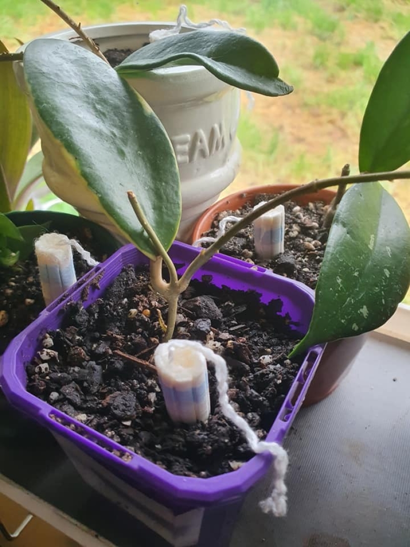 Los tampones a la olla: una mujer compartió una inusual vida hack para el cuidado de plantas de interior Los tampones a la olla: una mujer compartió una inusual vida hack para el cuidado de plantas de interior