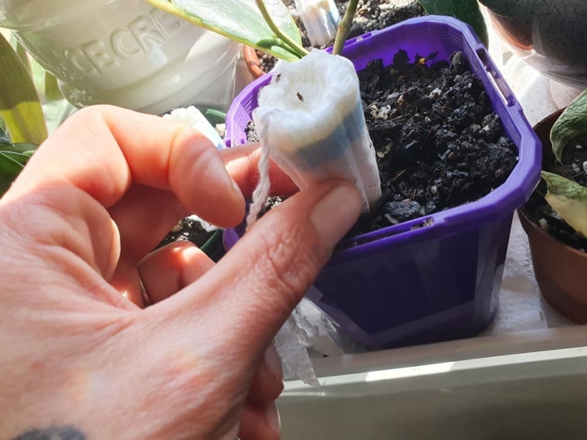 Los tampones a la olla: una mujer compartió una inusual vida hack para el cuidado de plantas de interior Los tampones a la olla: una mujer compartió una inusual vida hack para el cuidado de plantas de interior