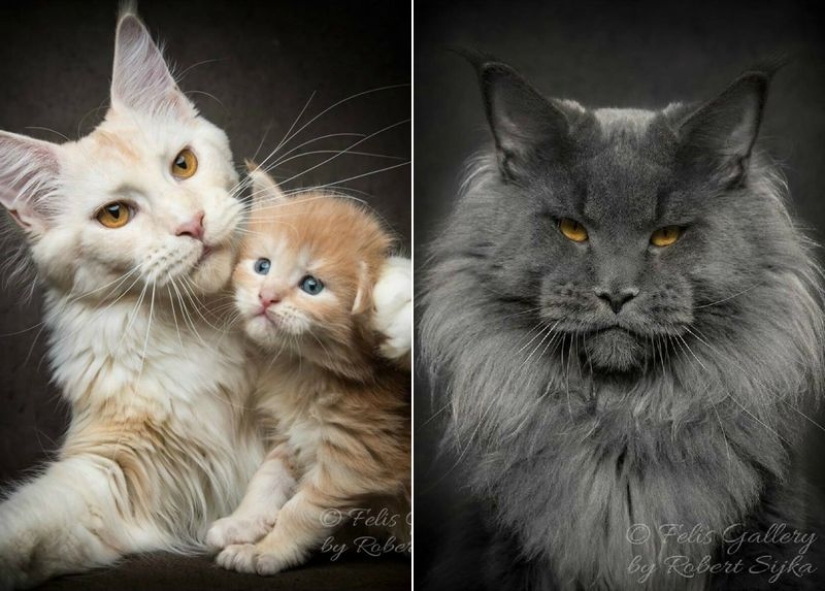 Magic beauty mankulov, the largest cats Magic beauty mankulov, the largest cats