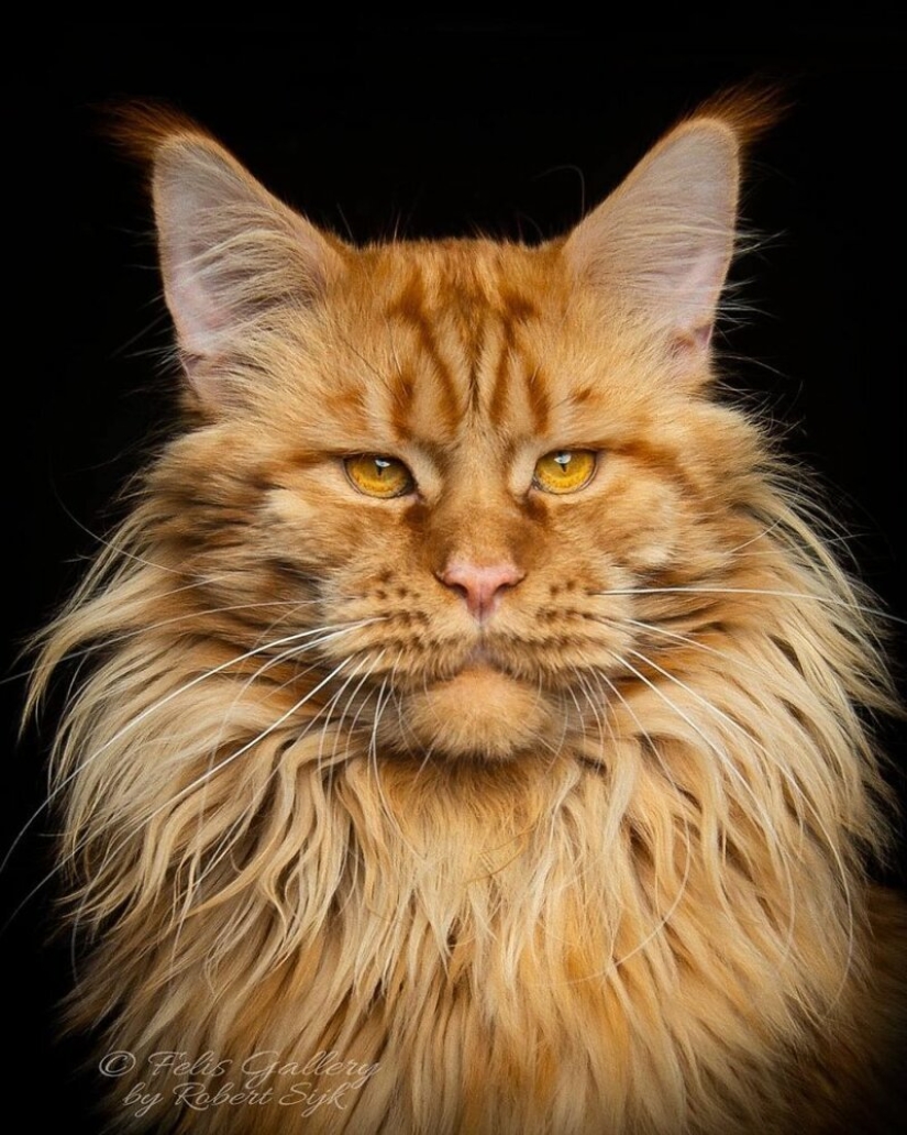 Magic beauty mankulov, the largest cats Magic beauty mankulov, the largest cats
