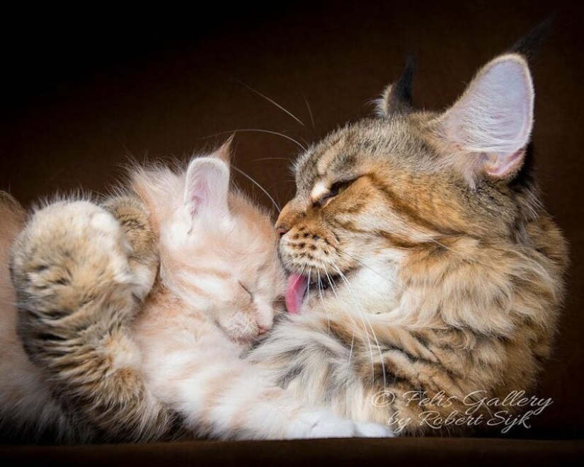 Magic beauty mankulov, the largest cats Magic beauty mankulov, the largest cats