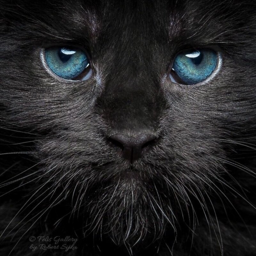 Magic beauty mankulov, the largest cats Magic beauty mankulov, the largest cats